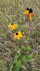 Rudbeckia triloba