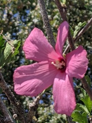 Hibisceae