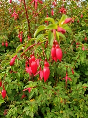 Fuchsia magellanica