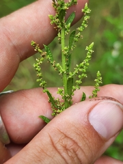 Dysphania ambrosioides