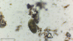 Paramecium bursaria