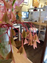 Begonia grandis