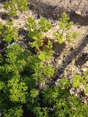 Annesorhiza macrocarpa