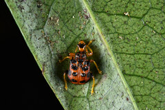 Agomadaranus pardaloides