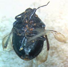 Scutelleridae