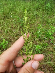 Dysphania ambrosioides