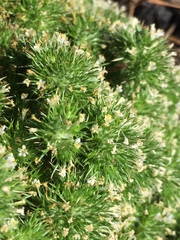 Navarretia intertexta