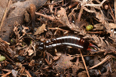 Gonolabis marginalis