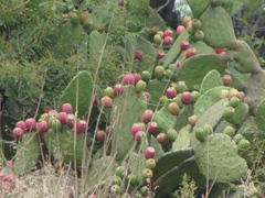 Opuntia hyptiacantha