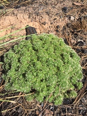 Navarretia intertexta