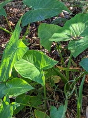 Xanthosoma sagittifolium