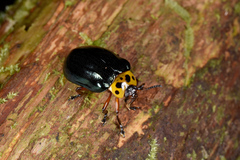 Plagiosterna maculicollis insularis