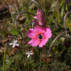 Monsonia speciosa