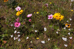 Monsonia speciosa