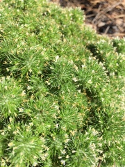 Navarretia intertexta