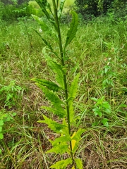 Dysphania ambrosioides