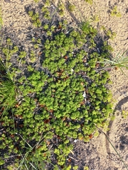 Annesorhiza macrocarpa