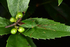 Urostylis blattiformis