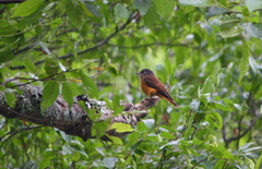 Muscicapa ferruginea