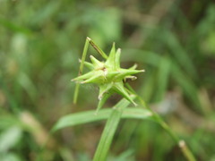 Carex grayi