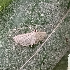 Herpetogramma bipunctalis