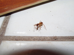 Camponotus