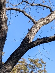 Melanerpes carolinus