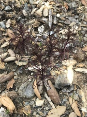 Cordylanthus tenuis brunneus