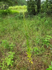 Dysphania ambrosioides