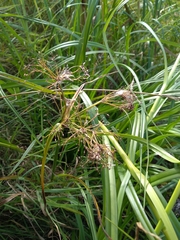 Scirpus radicans