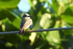 Tyrannus melancholicus satrapa