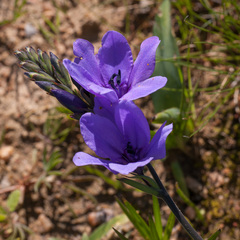 Babiana angustifolia