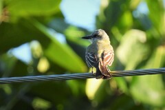 Tyrannus melancholicus satrapa