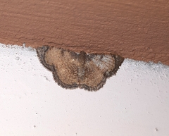 Hydatocapnia