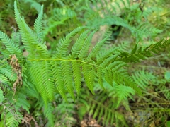 Amauropelta noveboracensis