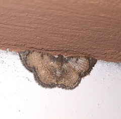Hydatocapnia