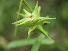 Carex grayi