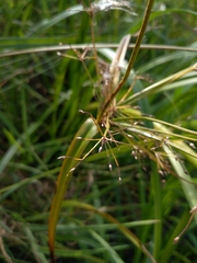 Scirpus radicans