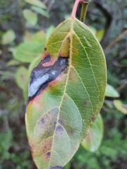Erysiphe hedwigii