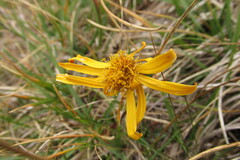 Jacobaea