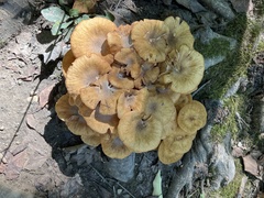 Physalacriaceae