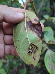 Erysiphe hedwigii