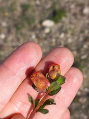 Hermannia ternifolia