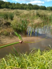 Scirpus radicans