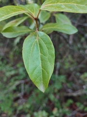 Erysiphe hedwigii