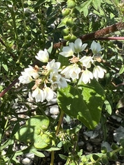 Fagopyrum esculentum