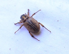Cyclocephala