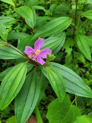 Melastoma malabathricum