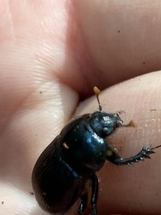 Geotrupes balyi