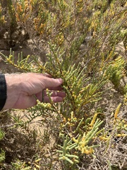 Arthrocaulon macrostachyum